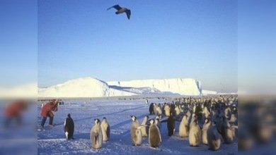 Pingüinos y focas antárticos están amenazados por el cambio climático