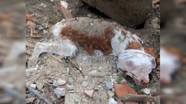 Un perro enterrado vivo en Italia logra sobrevivir
