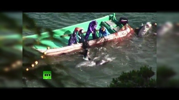 Japón empieza su masiva caza anual de delfines a pesar de las críticas