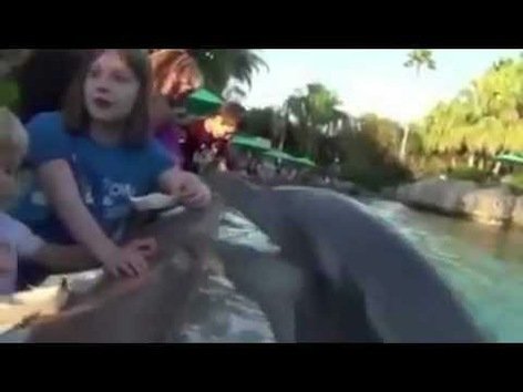 Delfín hambriento se lanza sobre una niña de ocho años
