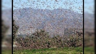 Una plaga de millones de langostas invade Egipto