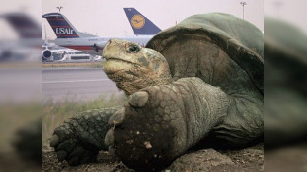 Cerca de 150 tortugas paralizan la actividad del aeropuerto John F. Kennedy