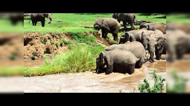 Elefantes salvan a una cría arrastrada por la corriente del río
