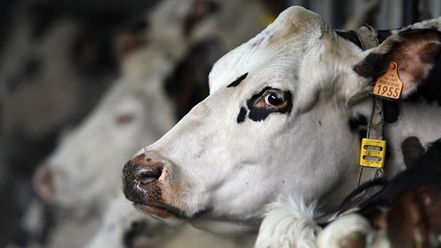 La genética 'embiste' contra los cuernos: ¿hacia una vaca sin cornamenta?