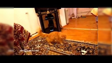 Mario Bros sobresalta al gato que salta