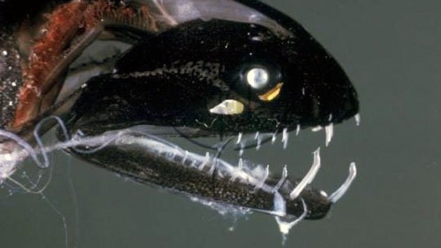 25 criaturas del mundo submarino que parecen salidas de una pesadilla