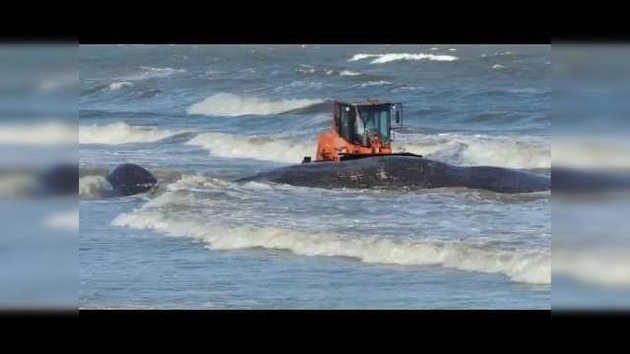 Una enorme ballena varada aparece en una playa de Uruguay
