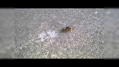 Avispator: Una avispa corta por la mitad a una abeja en una pelea