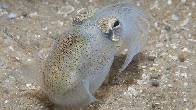 Hembra de calamar australiano devora el semen durante el coito para obtener energía