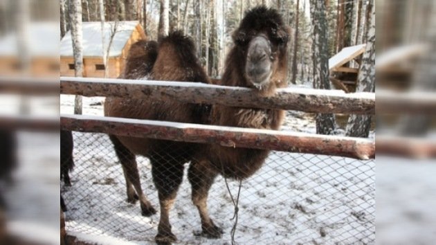 Un crematorio siberiano compra un camello para 'calmar' a los visitantes