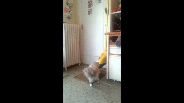 La gata mimosa que recibe a su amo como los perros