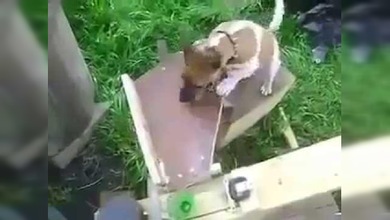 Esto es lo que sucede cuando un perro vive con un ingeniero