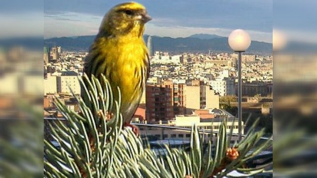 Los pájaros cantan más en las ciudades en respuesta al ruido urbano