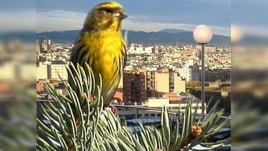 Los pájaros cantan más en las ciudades en respuesta al ruido urbano