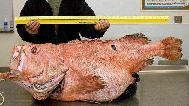 Capturan en Alaska un pez monstruo que podría ser el más antiguo jamás hallado