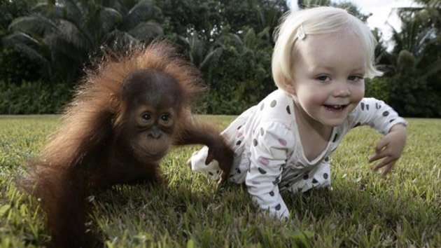 Triste final del 'libro de la selva': Separan a una niña y a una pequeña orangután