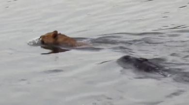 Impactantes imágenes: Un cocodrilo ataca a un león