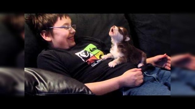 Adorable video: Un niño enseña a aullar a un cachorro de husky