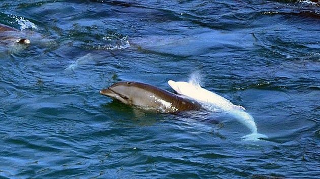 Fotos: 250 delfines, incluida una cría albina, acosados por la caza tradicional en Japón