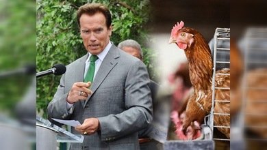 Californa respeta a los animales de granja