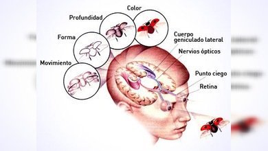 La fundación Champalimaud 'abre los ojos al mundo' por cuarta vez