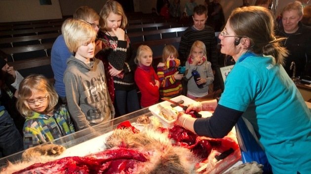 Dinamarca: Diseccionan a un lobo delante de niños "con fines educativos"