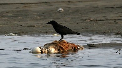 Cinco superenfermedades que amenazan a la humanidad