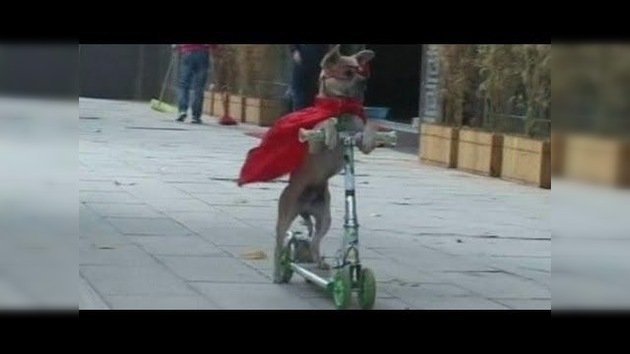 Duoduo, el perro 'acróbata' que triunfa en Internet