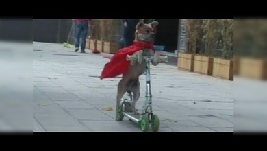 Duoduo, el perro 'acróbata' que triunfa en Internet