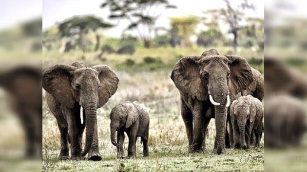 África se rebela contra el 'progreso' para proteger los parques naturales y las especies