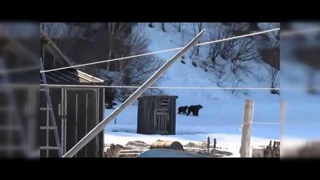 Una abuela rusa pone en fuga a dos osos