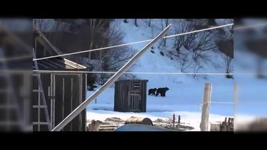 Una abuela rusa pone en fuga a dos osos