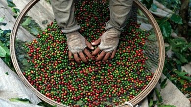 Que no cunda el pánico, pero... el café mundial escasea