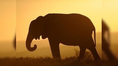 Elefante violento en zoo