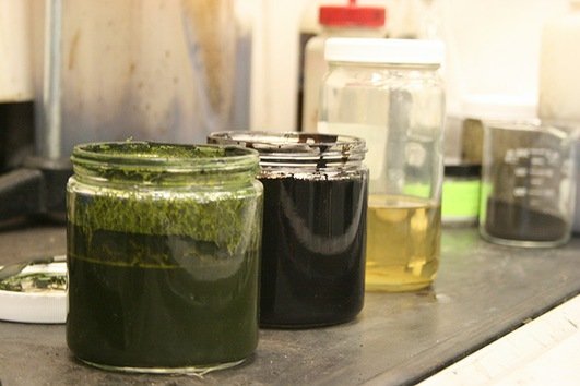 Una nueva tecnología convierte algas en petróleo crudo en minutos
