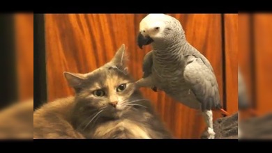 Compilación de loros que no dejan a los gatos vivir tranquilos