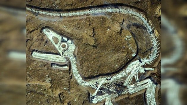 Descubren  los restos del dinosaurio mejor conservado de Europa