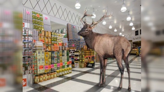 Un alce 'invade' un supermercado