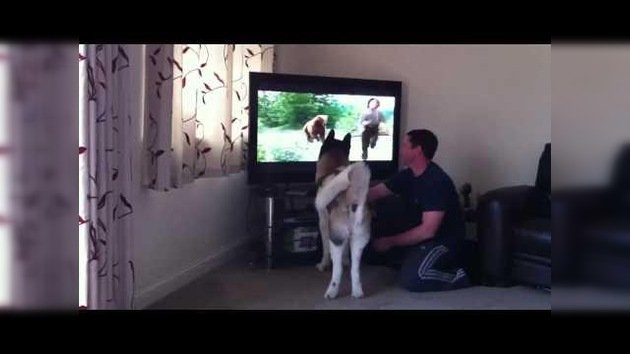 El perro que quiere pelear con un feroz oso... de la televisión