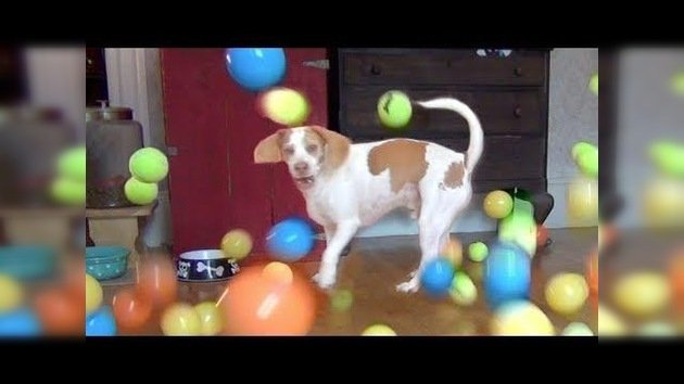 ¿Qué pasa cuando a un perro le regalan 100 pelotas por su cumple?