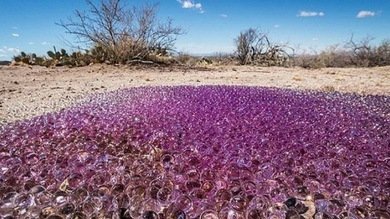 ¿Bolas de gelatina o huevos alienígenas?: hallan objetos misteriosos en Arizona
