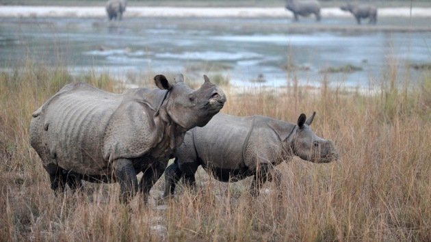 Drones militares custodian a los rinocerontes de Sudáfrica