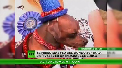 Eligen al perro más feo del mundo