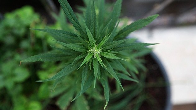 Países que podrían cambiar sus enfoques hacia la marihuana