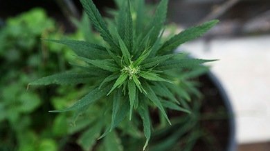Países que podrían cambiar sus enfoques hacia la marihuana