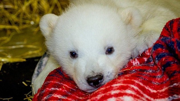 Video: Un osito polar es salvado por el cazador que lo dejó huérfano