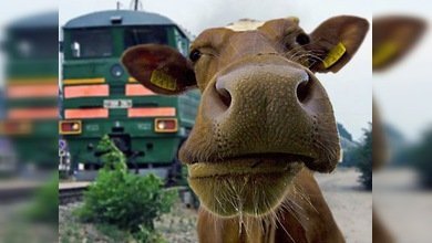 Choques de trenes contra animales en vías férreas de Bielorrusia