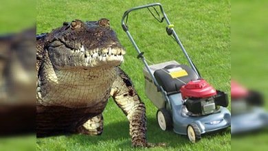 Vídeo: un cocodrilo 'devora' una irritante cortadora de césped