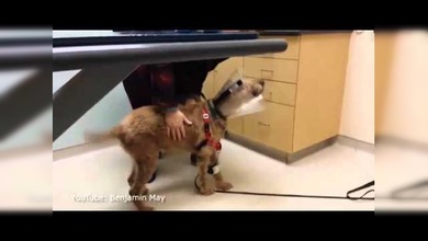 Un perro recupera la vista y ‘se come con los ojos’ a su amos