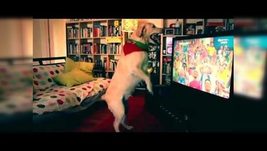 Un perro celebra el gol de Portugal vs EE.UU.